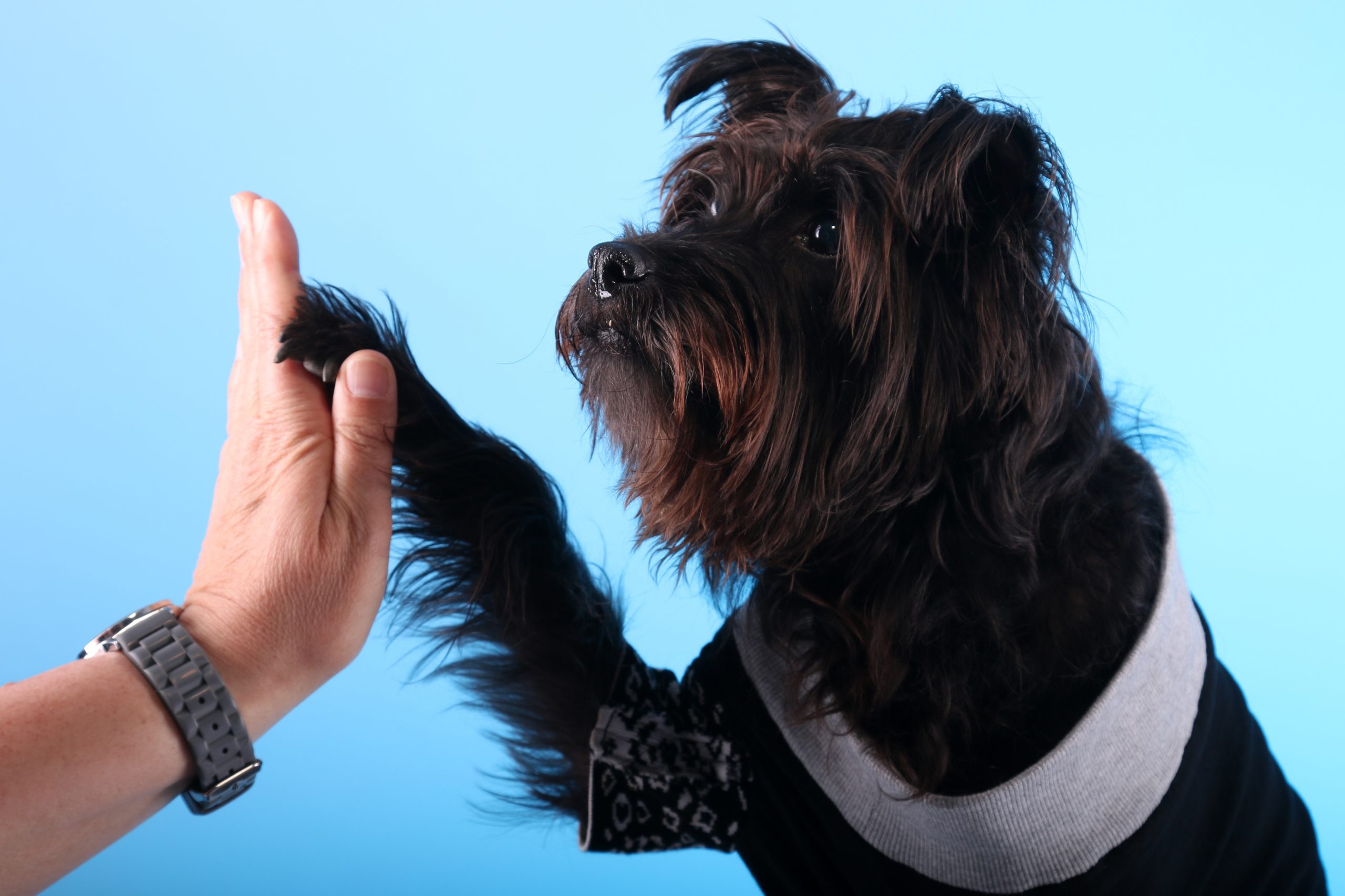 Fotografien mit Tieren